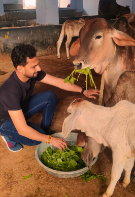 Cow Seva